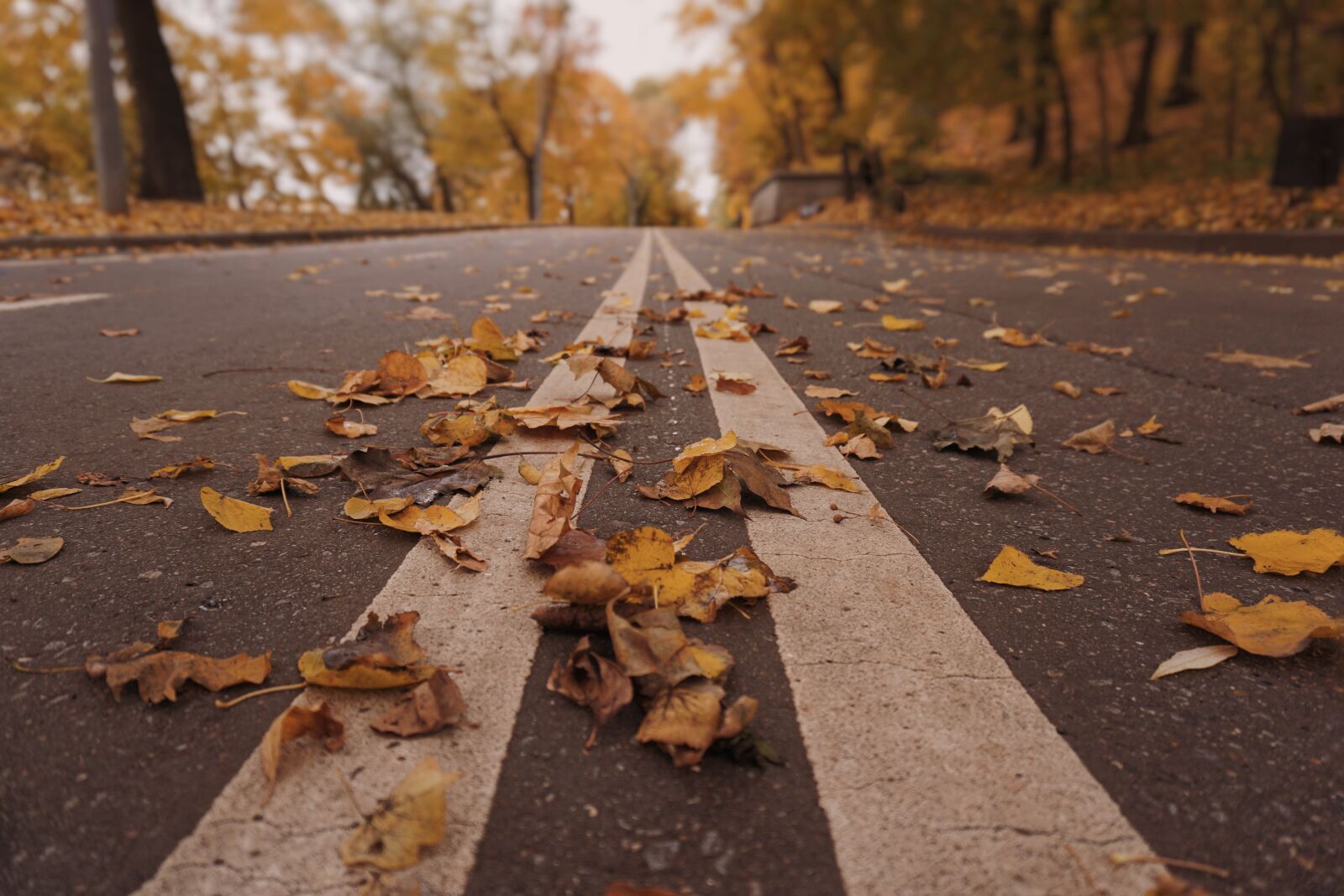 Sony a6000 sample photo. Road, autumn, leaves photography