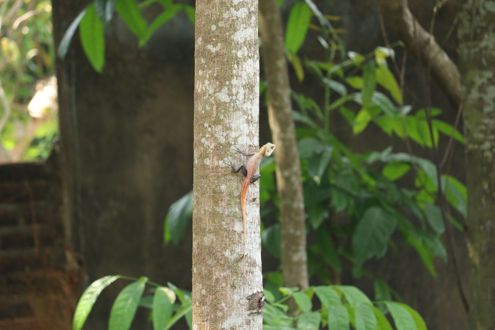 Canon EOS 250D (EOS Rebel SL3 / EOS Kiss X10 / EOS 200D II) sample photo. Chameleon, kerala, tree photography