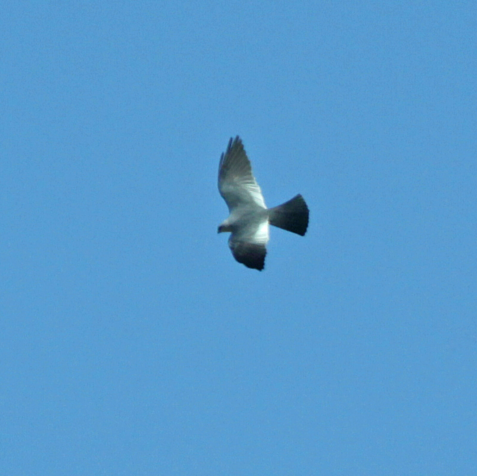 Canon EF 300mm F4L IS USM sample photo