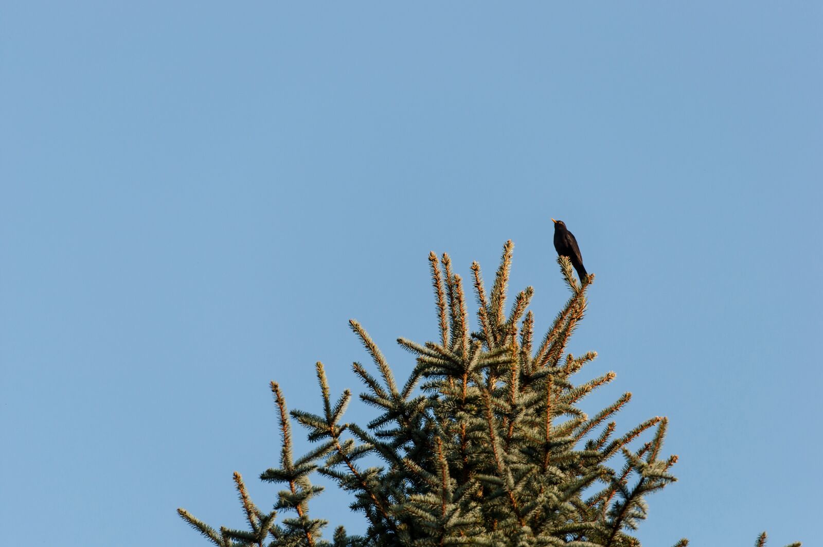 Nikon D5000 sample photo. Nature, sky, tree photography