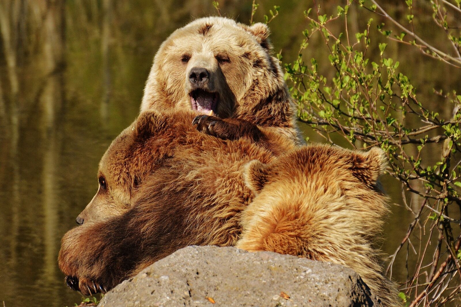 Nikon D3200 sample photo. Bear, wildpark poing, play photography