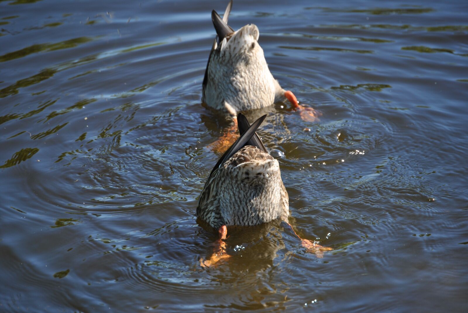 Nikon D3000 sample photo. Lake, duck, bird photography