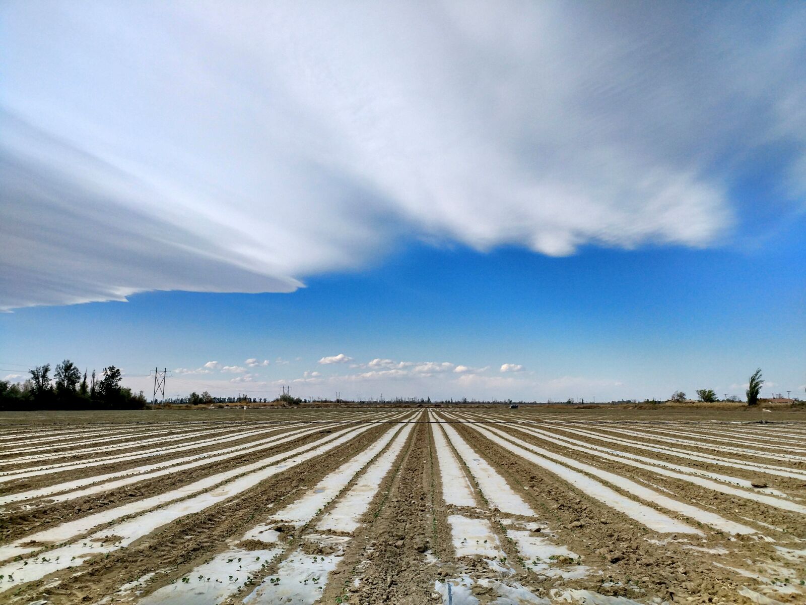 Xiaomi MI 5s Plus sample photo. Wind, cotton fields, land photography