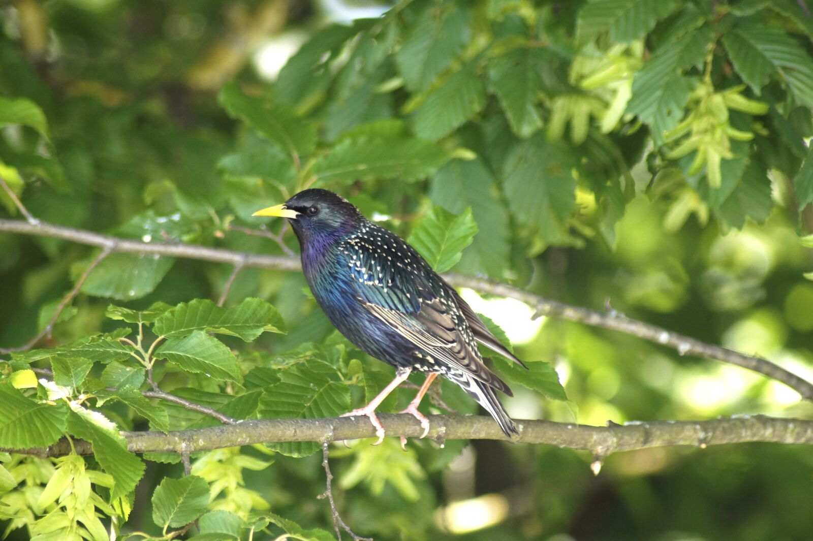Sony SLT-A58 sample photo. Blackbird, star, bird photography