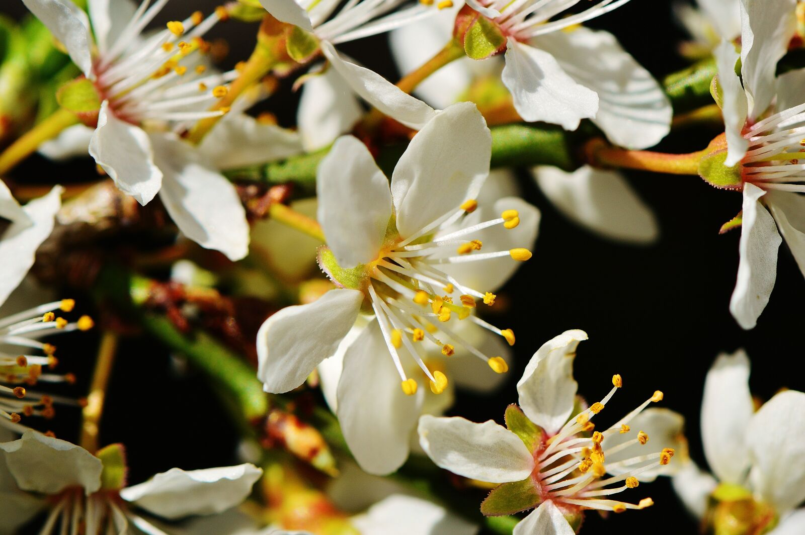 Nikon D3200 sample photo. Spring, blossom, bloom photography