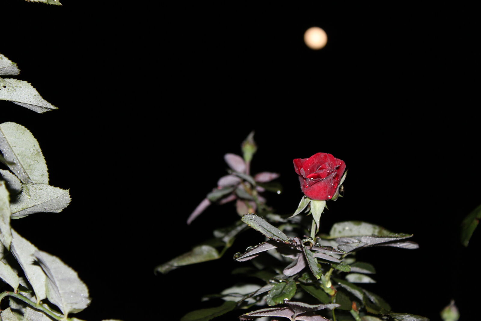 Canon EOS 700D (EOS Rebel T5i / EOS Kiss X7i) sample photo. Click, of, babl photography