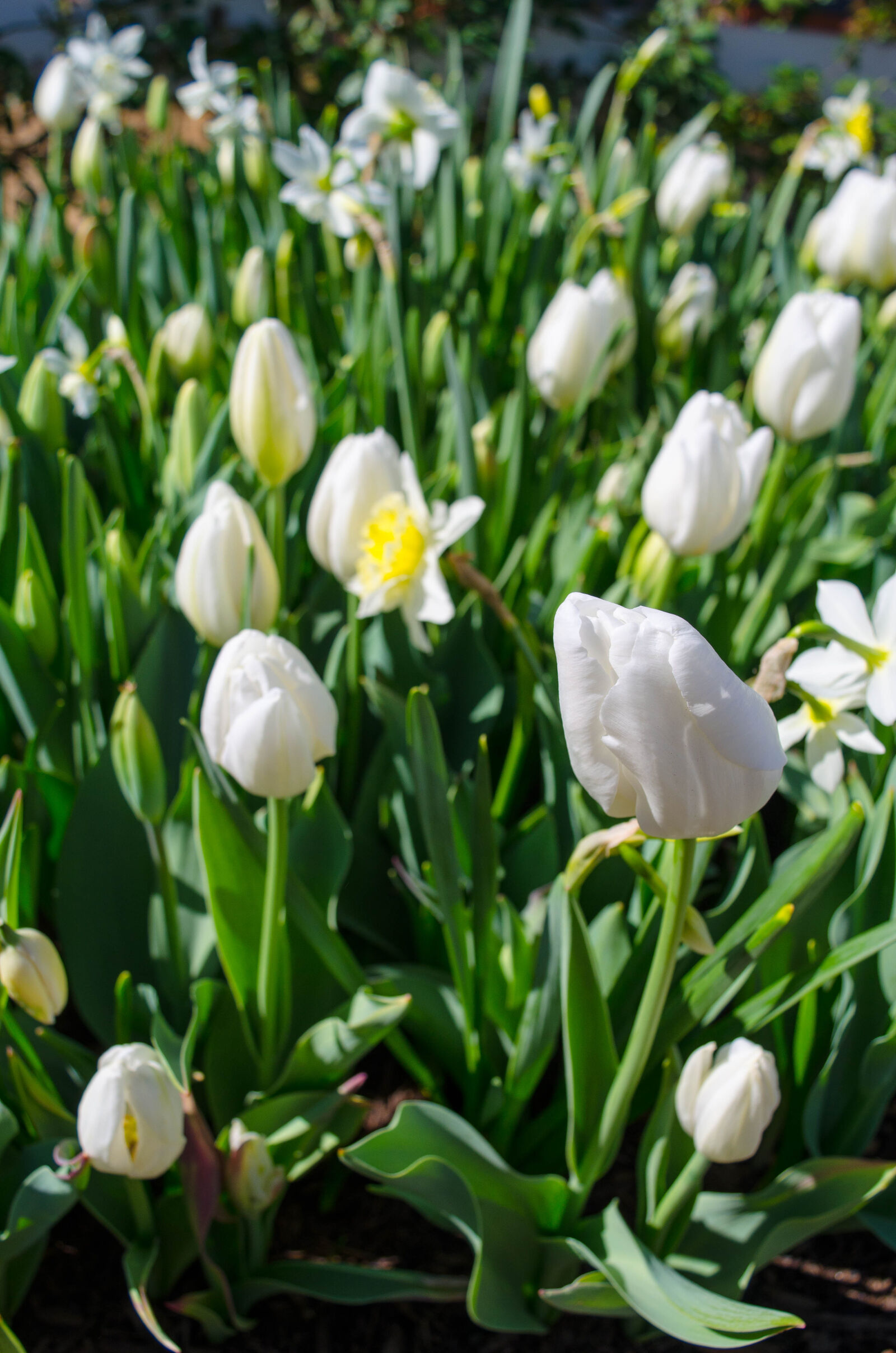 Nikon D5100 sample photo. Bed, of, flowers, flower photography
