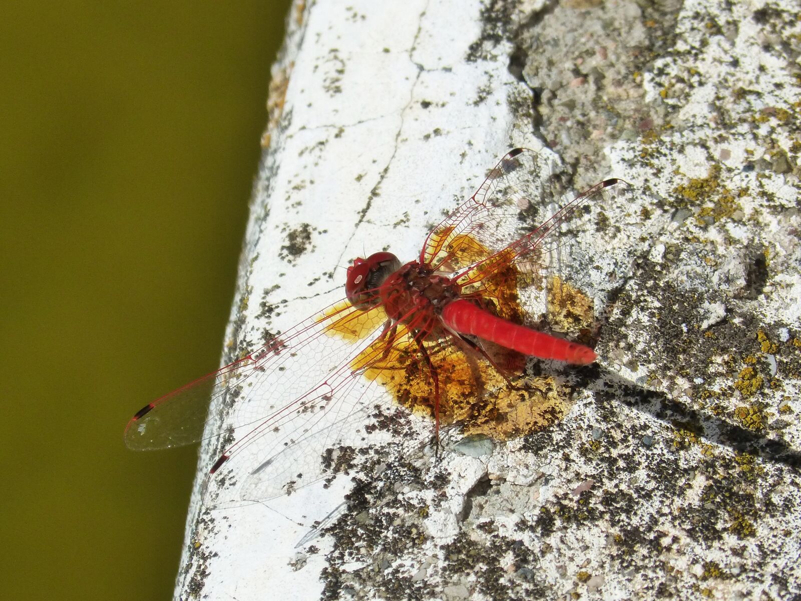 Panasonic DMC-FZ62 sample photo. Dragonfly, red dragonfly, raft photography