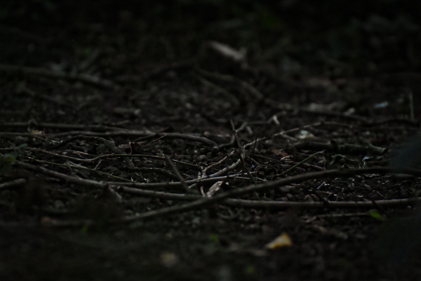 Nikon D7200 sample photo. Forest, forest floor, night photography