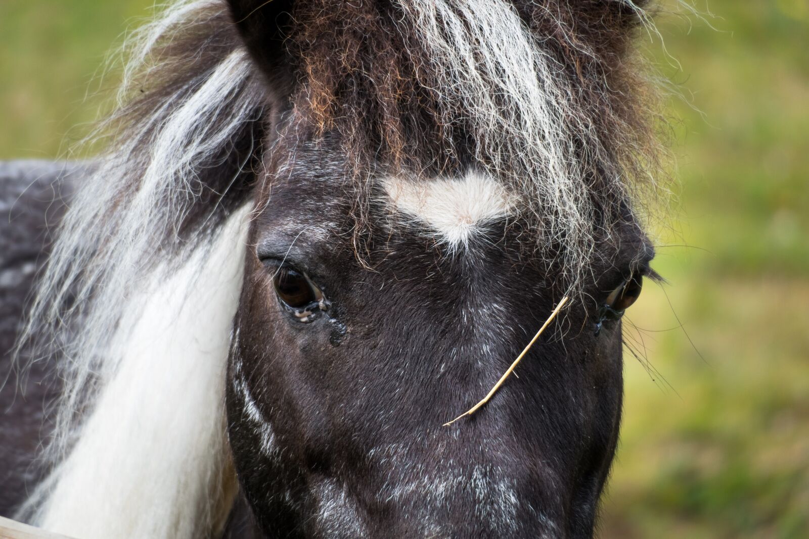 Canon PowerShot G3 X sample photo. Horse, eyes, view photography