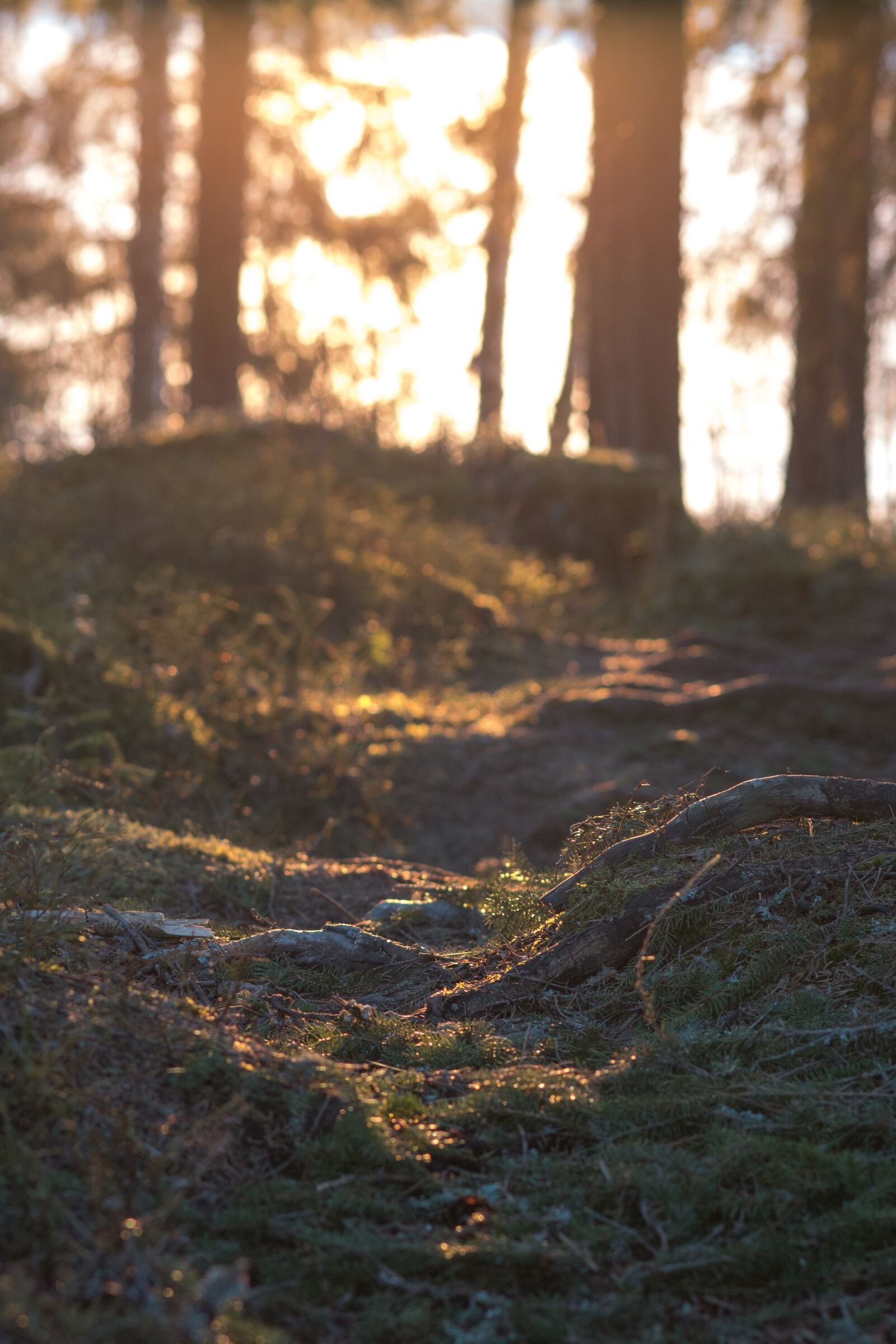Canon EOS 70D sample photo. Forest, sun, sunset photography