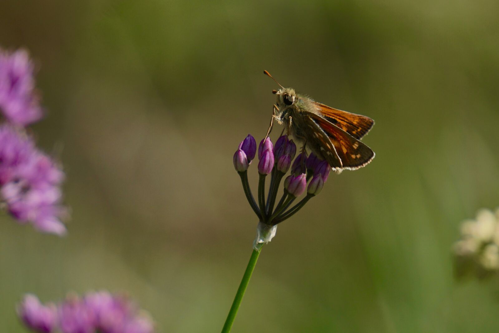 Sony E 55-210mm F4.5-6.3 OSS sample photo. Skipper, hesperiidae, butterfly photography