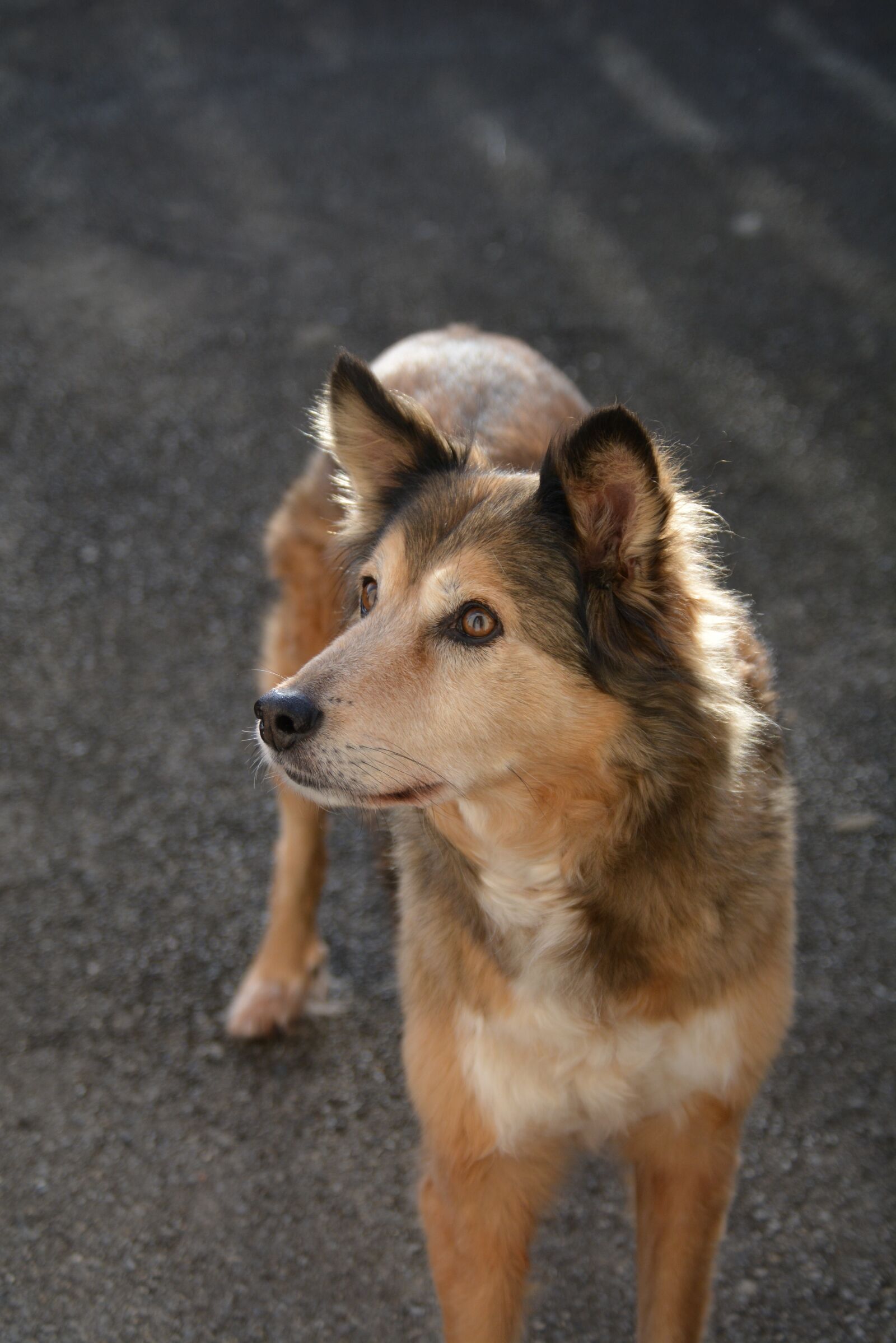 Nikon D5200 sample photo. Dog, curious, hybrid photography
