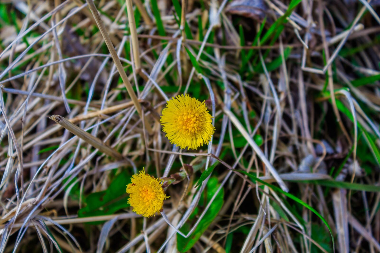 Canon EOS 4000D (EOS Rebel T100 / EOS 3000D) sample photo. Nature, flower, dandelion photography