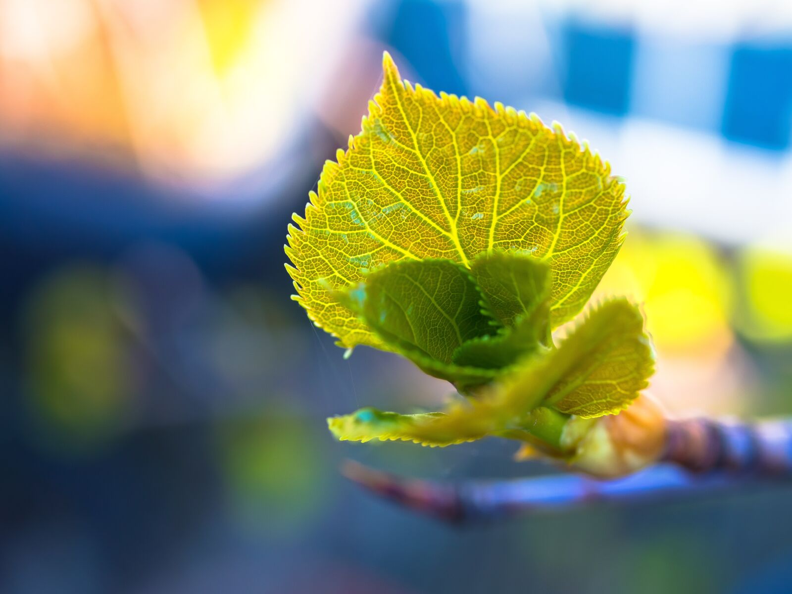 Panasonic Lumix G Macro 30mm F2.8 ASPH Mega OIS sample photo. Leaves, shoots, young photography