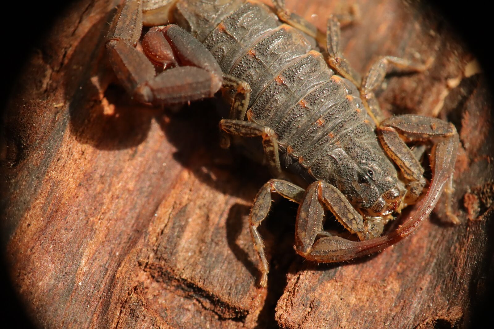 Canon EF-M 15-45mm F3.5-6.3 IS STM sample photo. Scorpion, arachnid, insects photography