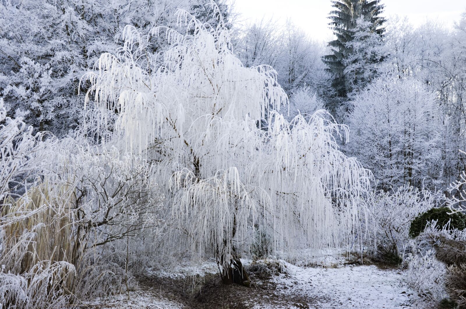 Nikon D5100 sample photo. Pasture, wintry, snowy photography