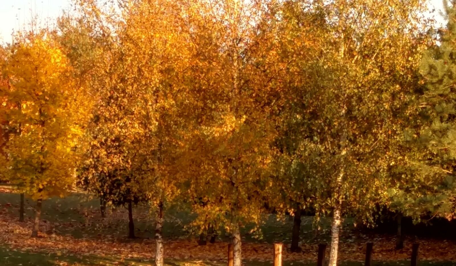 Motorola Moto X Style sample photo. Autumn, tree, forest photography