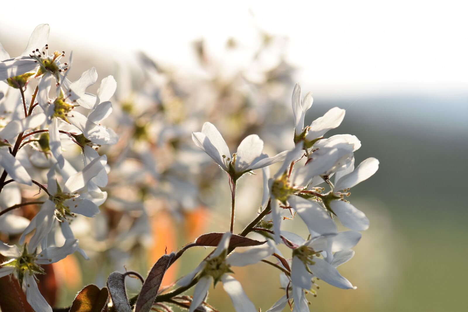 Nikon D5500 sample photo. Amelanchier, tree, blossom photography