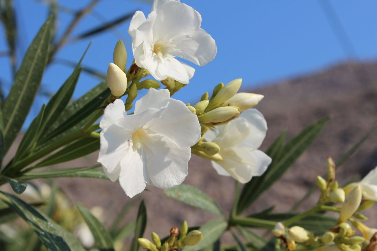 Canon EOS 600D (Rebel EOS T3i / EOS Kiss X5) sample photo. Flower, nature, flora photography