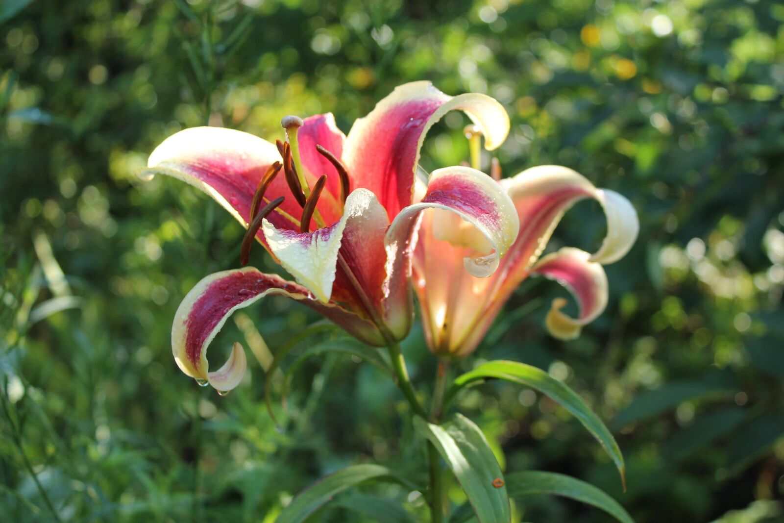 Canon EOS 1100D (EOS Rebel T3 / EOS Kiss X50) sample photo. Lily, summer, flower photography