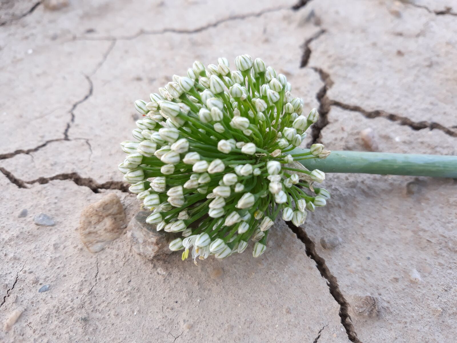 Samsung Galaxy J7 sample photo. Garlic, garlic flower, drought photography