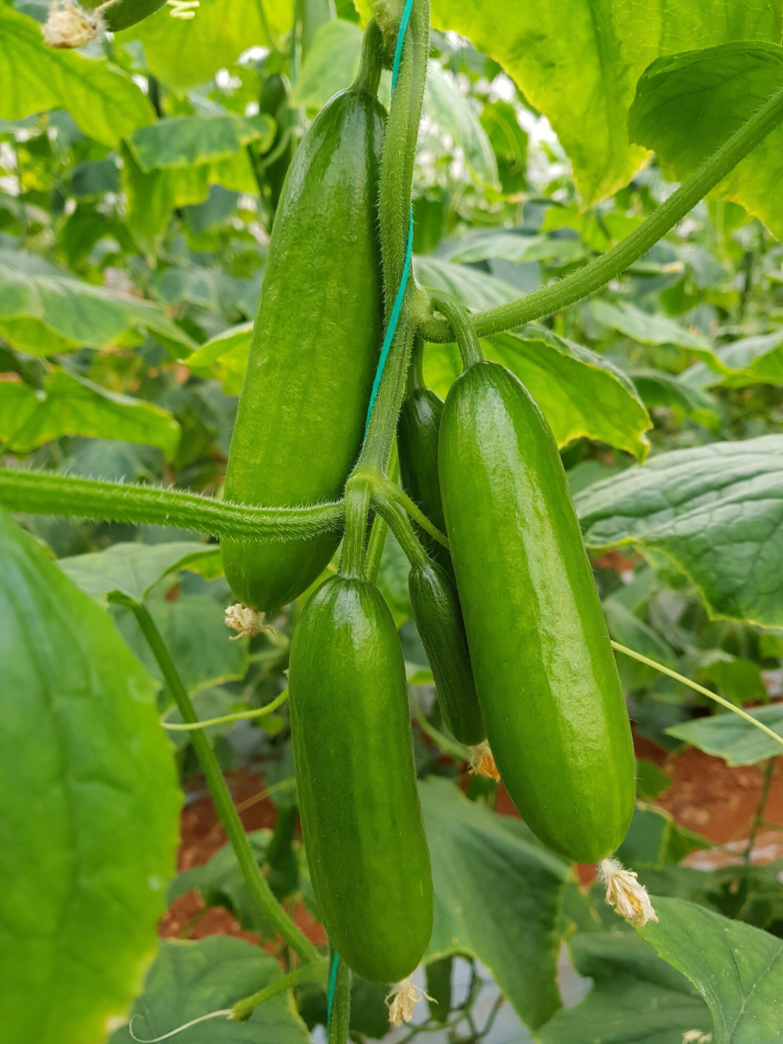 Samsung SM-G955F sample photo. Cucumber, greenhouse, green photography