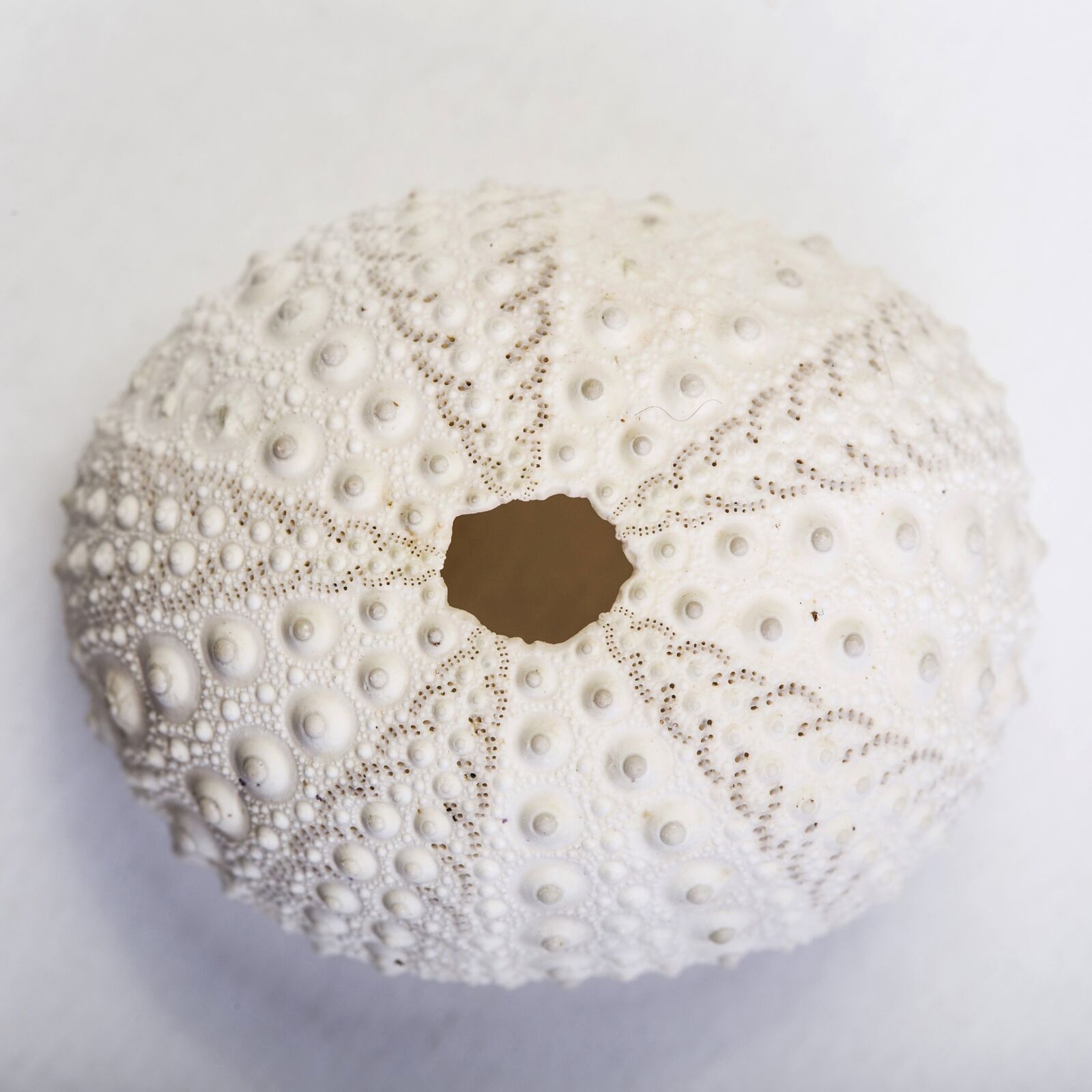 Canon EOS 6D + Canon EF 100mm F2.8 Macro USM sample photo. Macro, detail, hedgehog photography