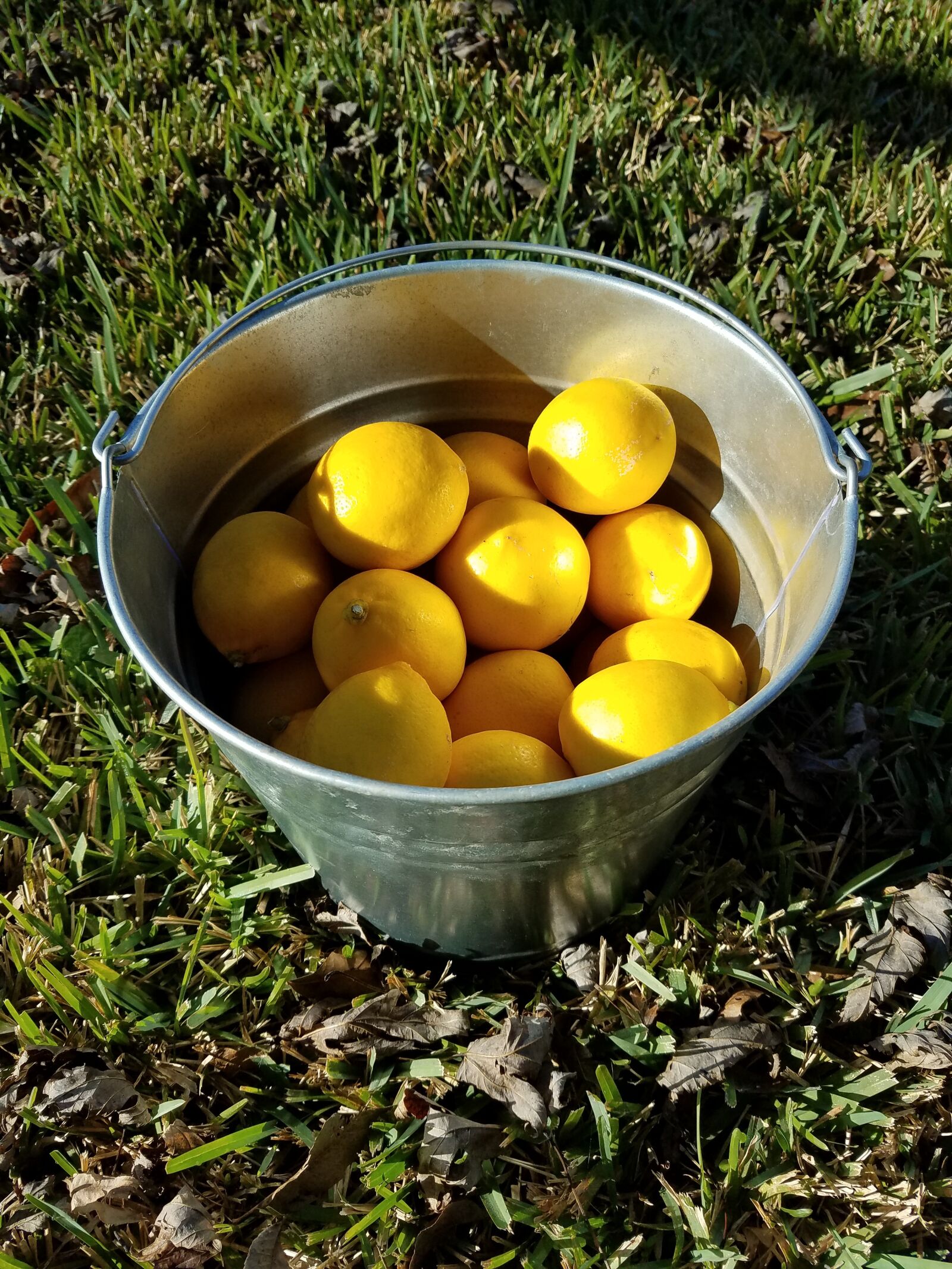 Samsung Galaxy S7 sample photo. Lemon bucket, lemon, yellow photography
