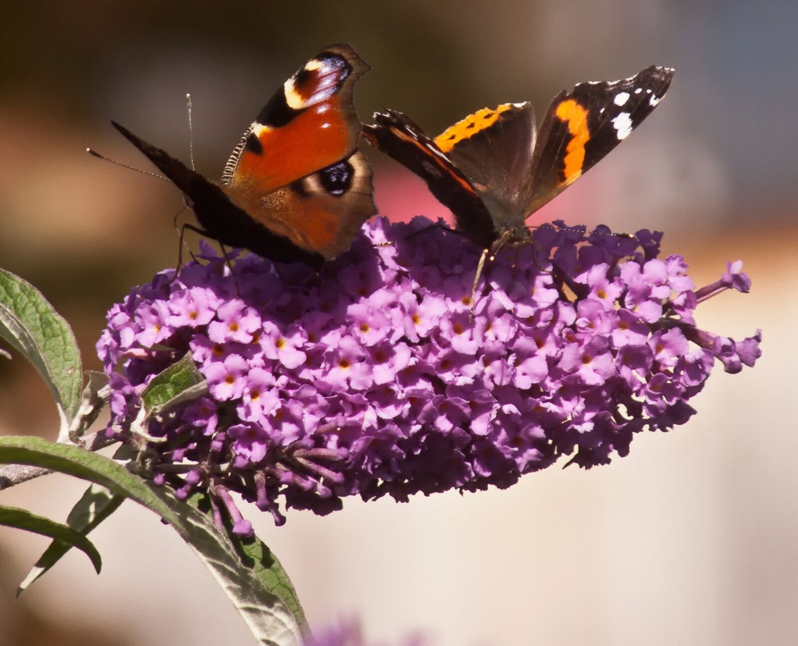 Panasonic DMC-FZ30 sample photo. Butterflies, butterfly, admiral photography