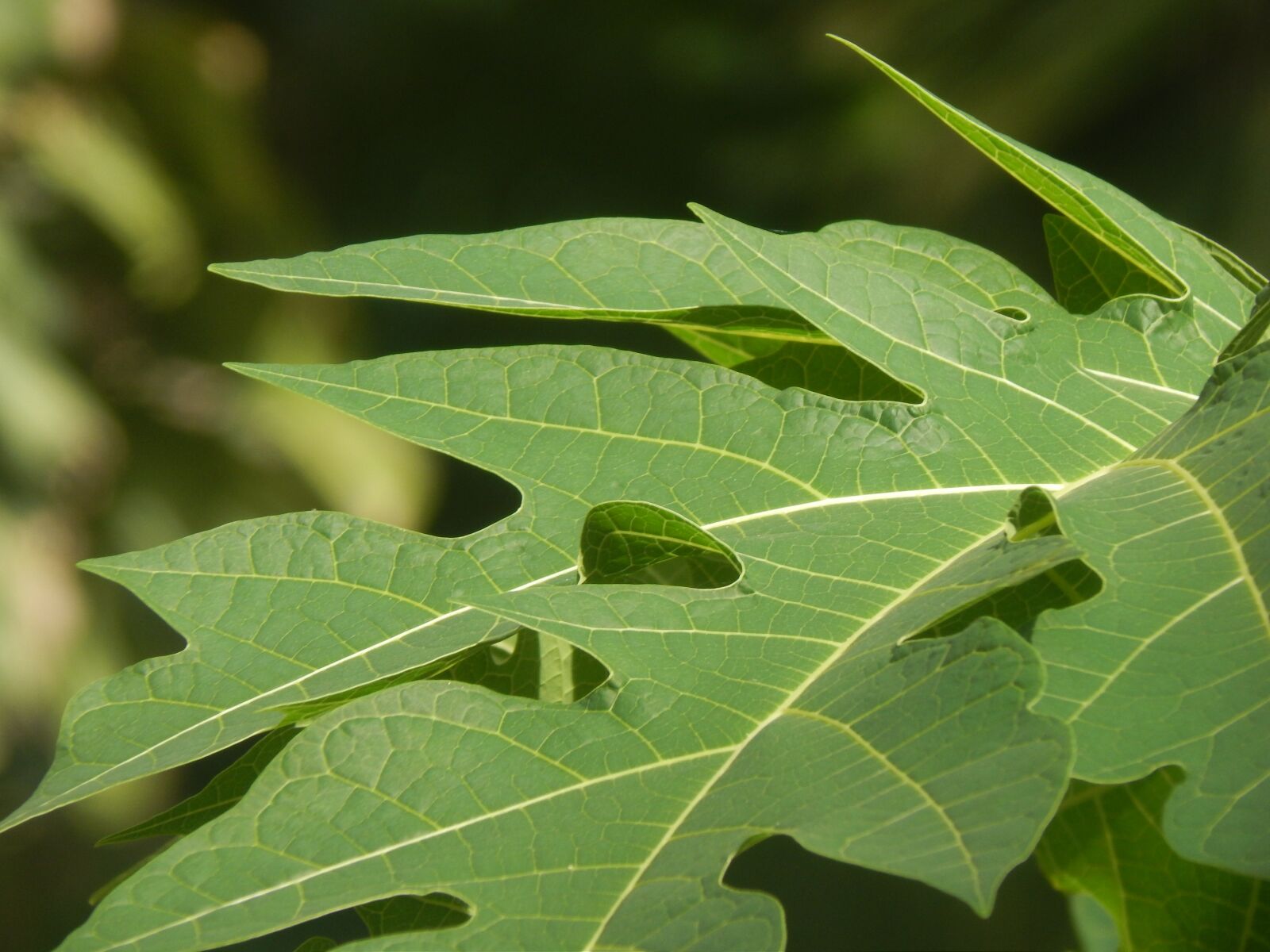Nikon Coolpix L820 sample photo. Leaves, large, green photography