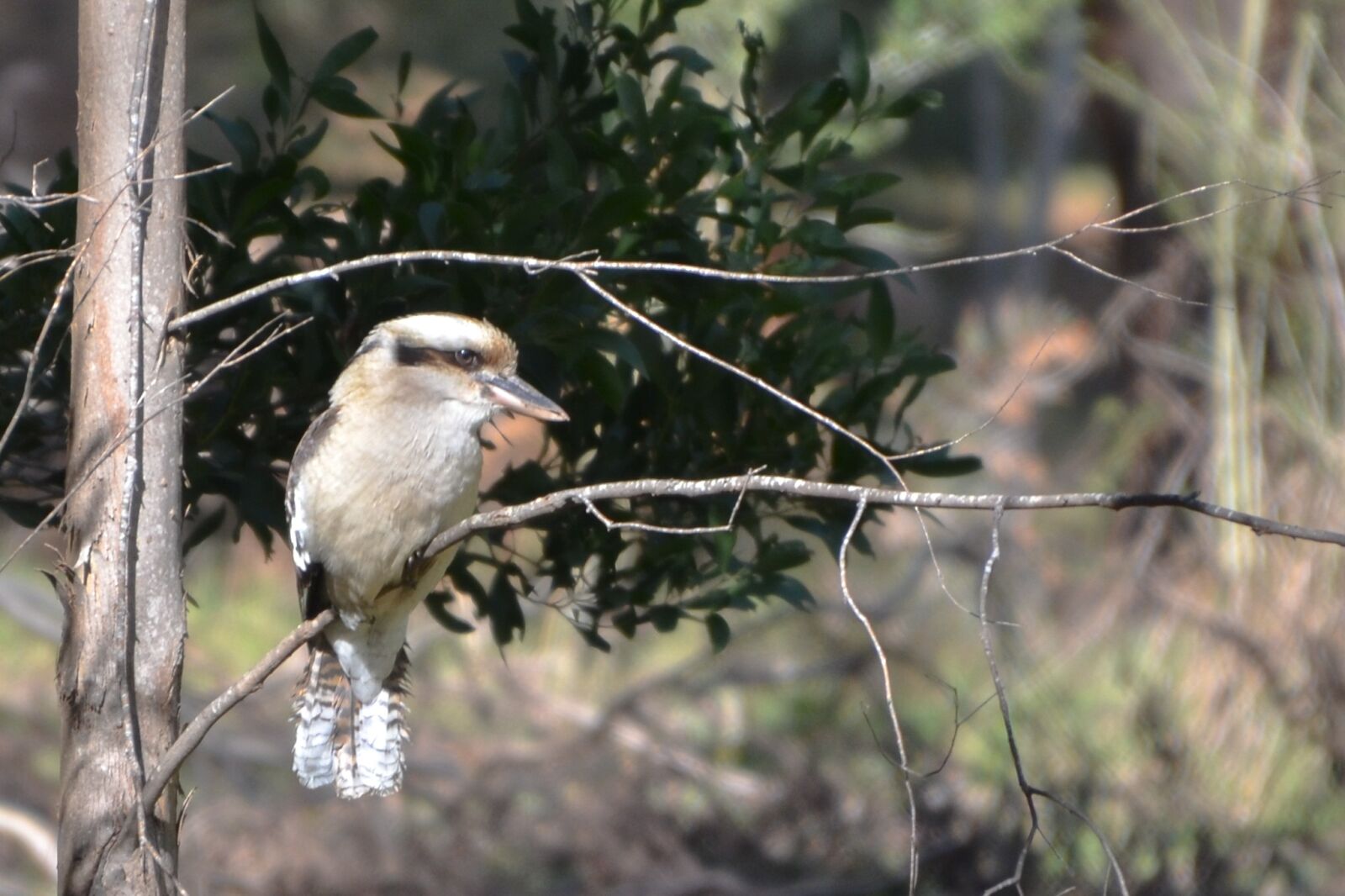 Nikon D5100 sample photo. Kookaburra, bird, wildlife photography