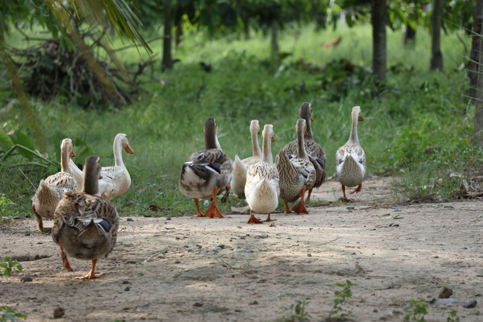 Canon EOS M6 sample photo. Flock of ducks, following photography