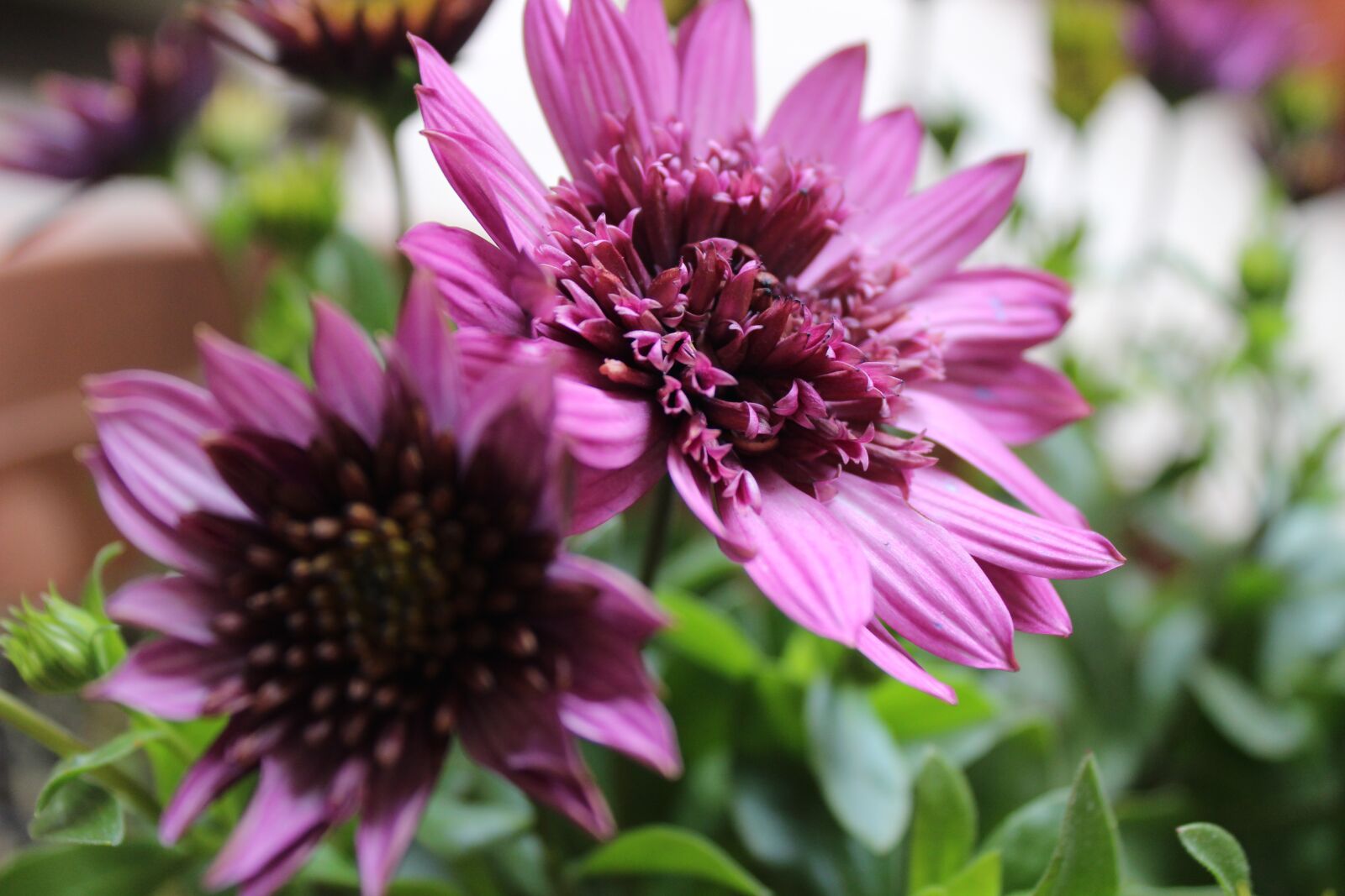 Canon EOS 1300D (EOS Rebel T6 / EOS Kiss X80) sample photo. Summer, flower, flowers photography
