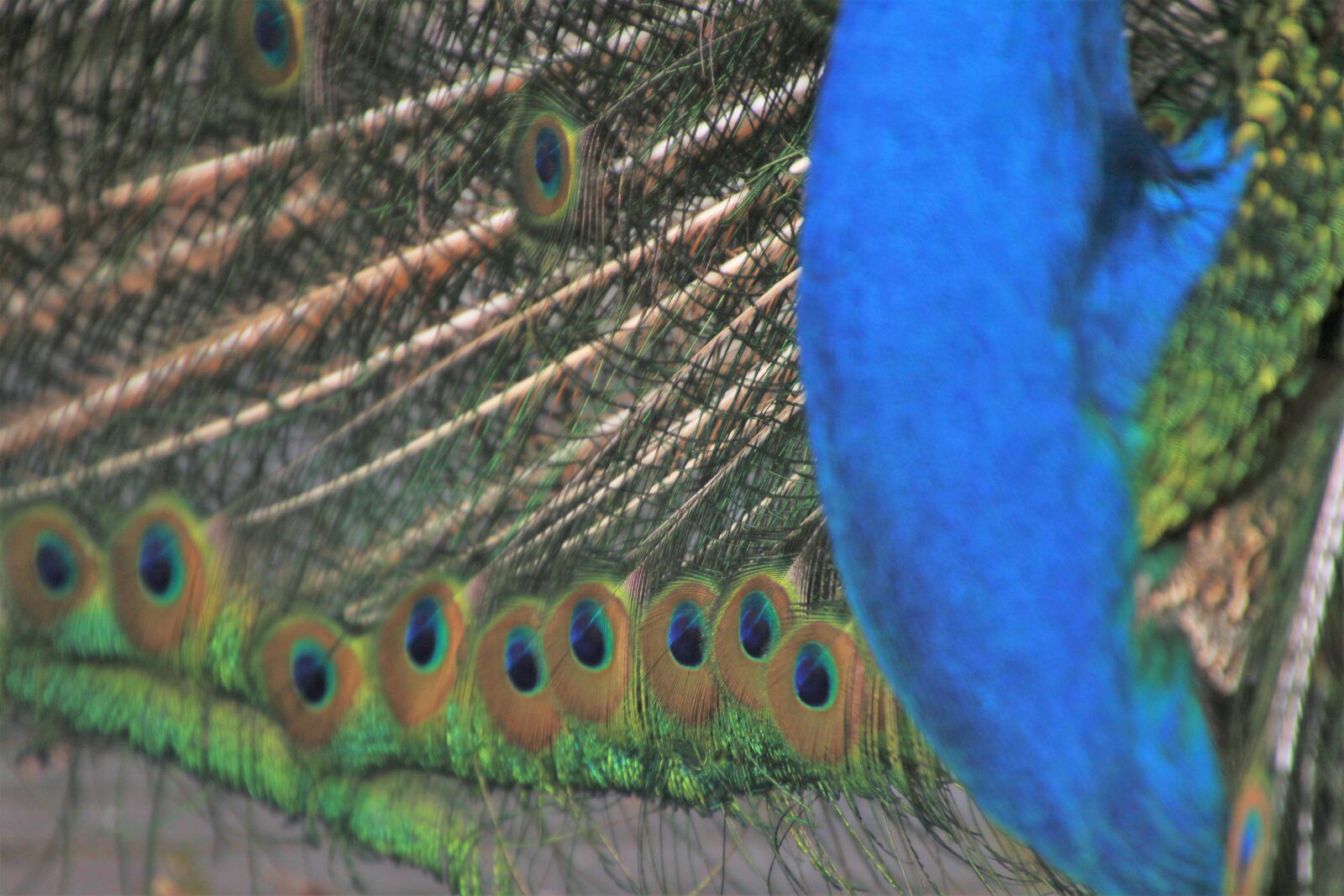 Canon EOS 7D Mark II sample photo. Animal, bird, blue, blue photography