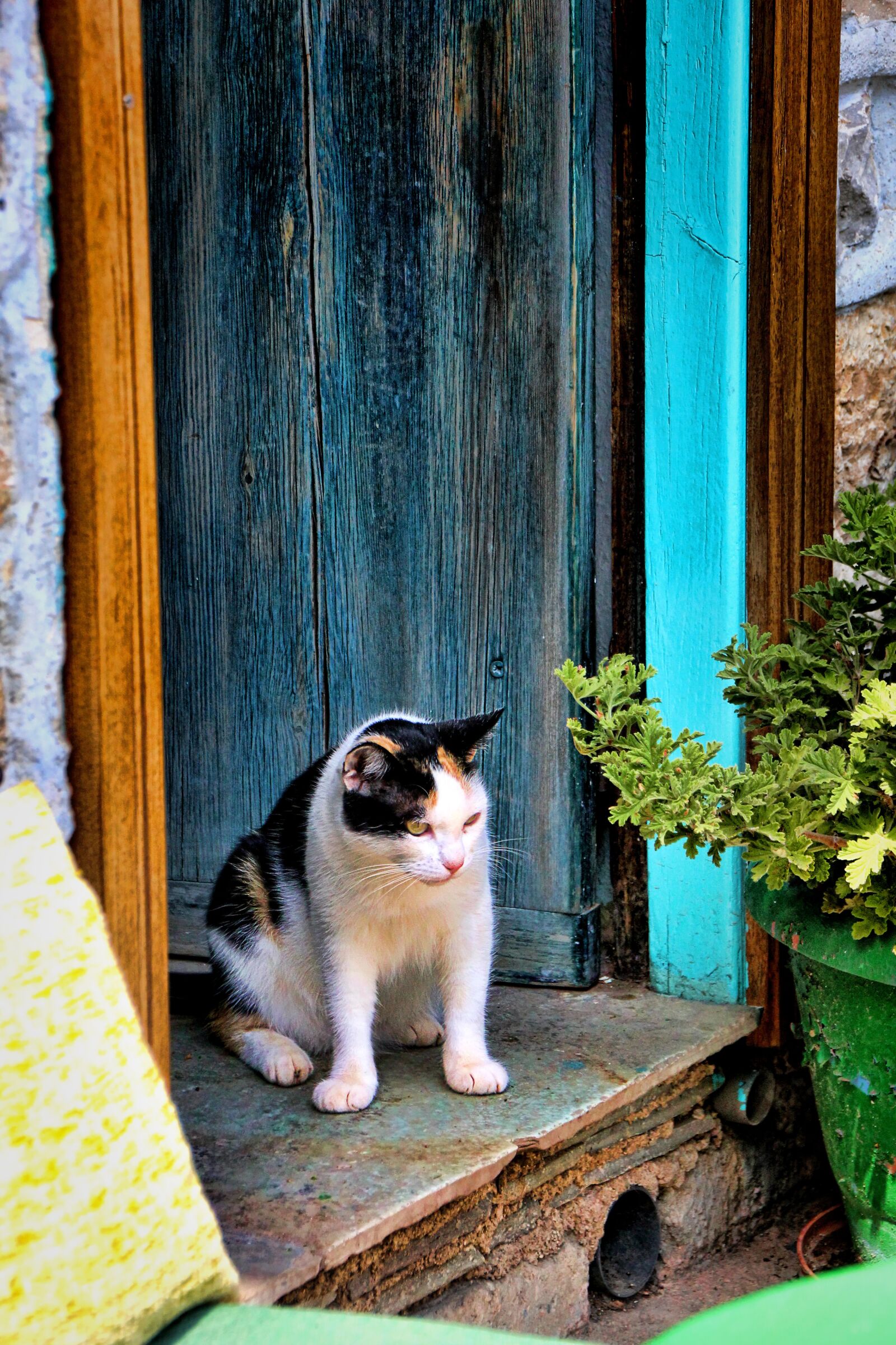 Canon EOS 550D (EOS Rebel T2i / EOS Kiss X4) sample photo. Cat, door, lauer photography