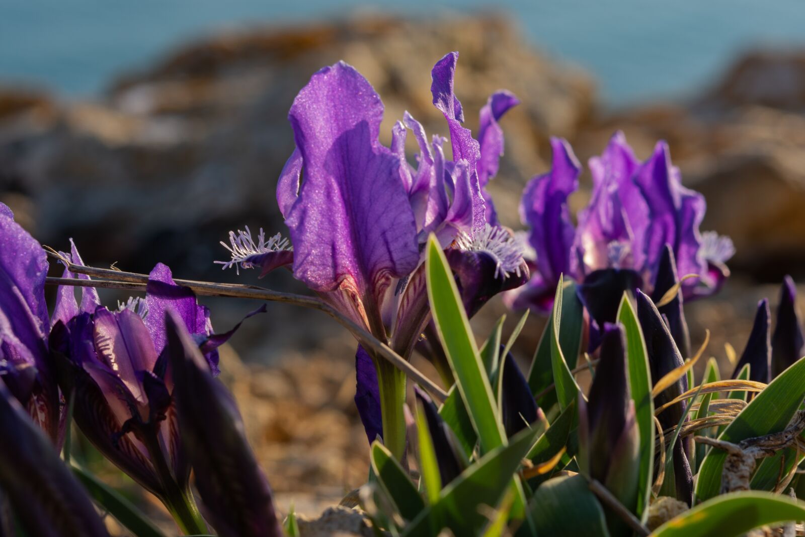 Nikon D7200 sample photo. Irises, lilac flowers, spring photography