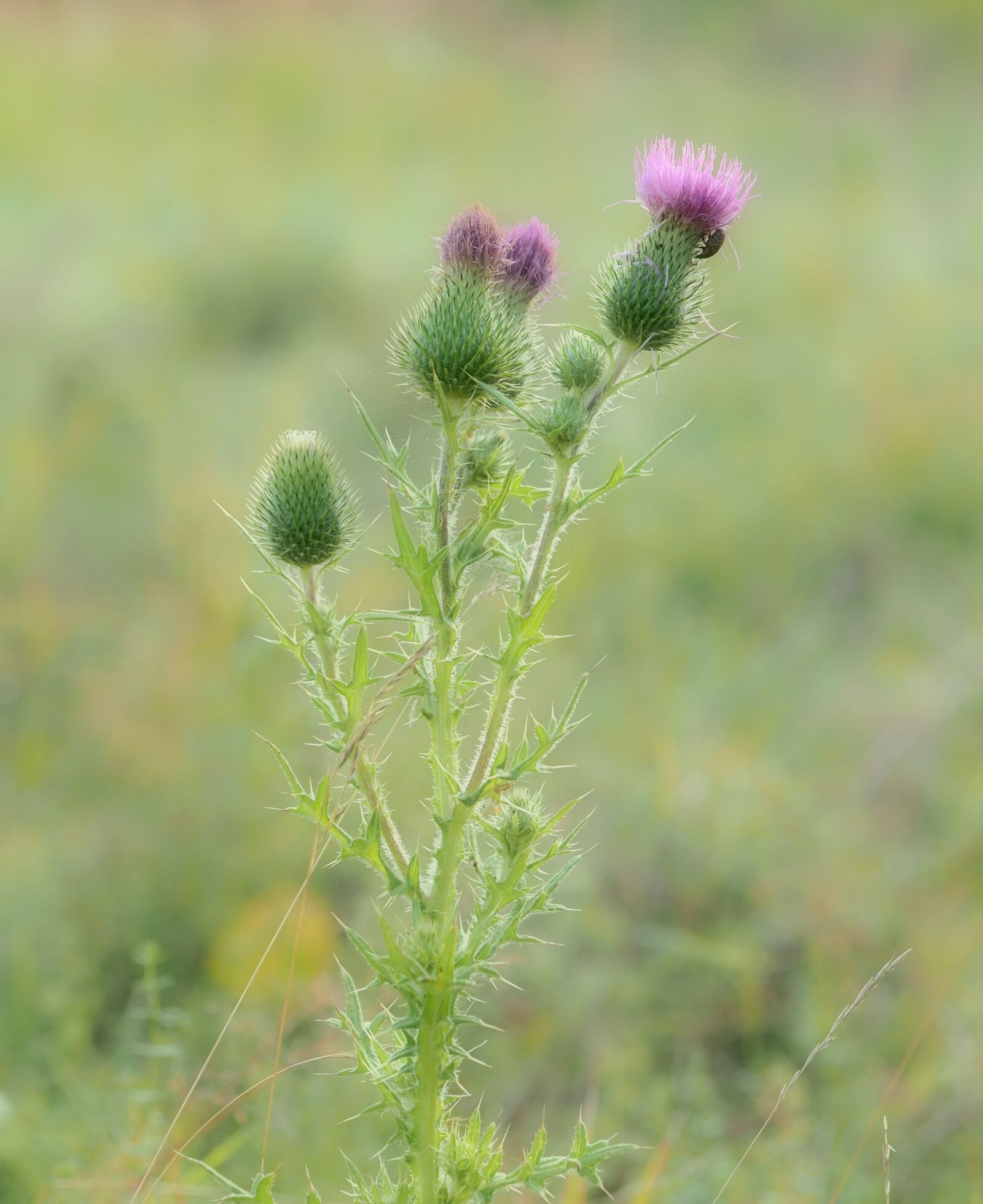 Olympus M.Zuiko Digital ED 60mm F2.8 Macro sample photo. Thistle, plant, food source photography