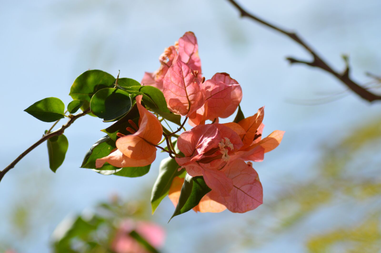 Nikon D3200 sample photo. Leaf, nature, tree photography