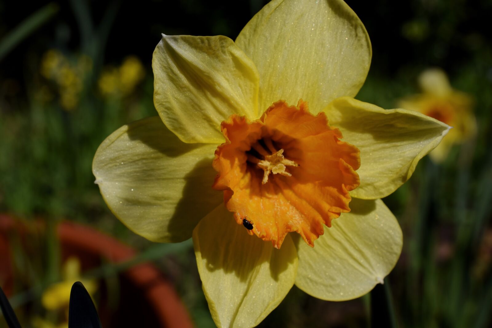 Nikon D5300 sample photo. Narcissus, narcissus pseudonarcissus, beetle photography