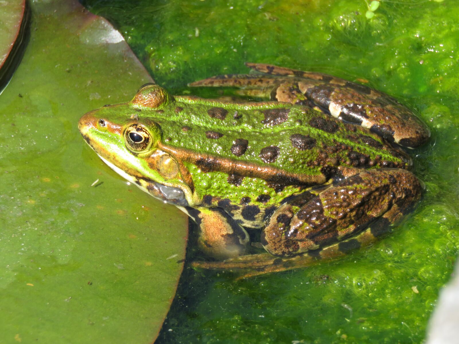 Canon PowerShot SX60 HS sample photo. Green frog, frog, lily photography