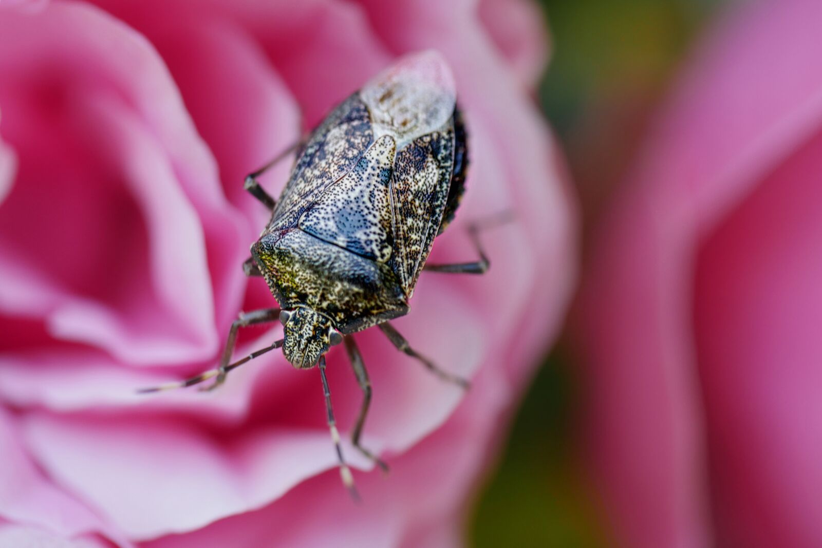 Panasonic Lumix DMC-GX8 sample photo. Beetle, pattern, panzer photography