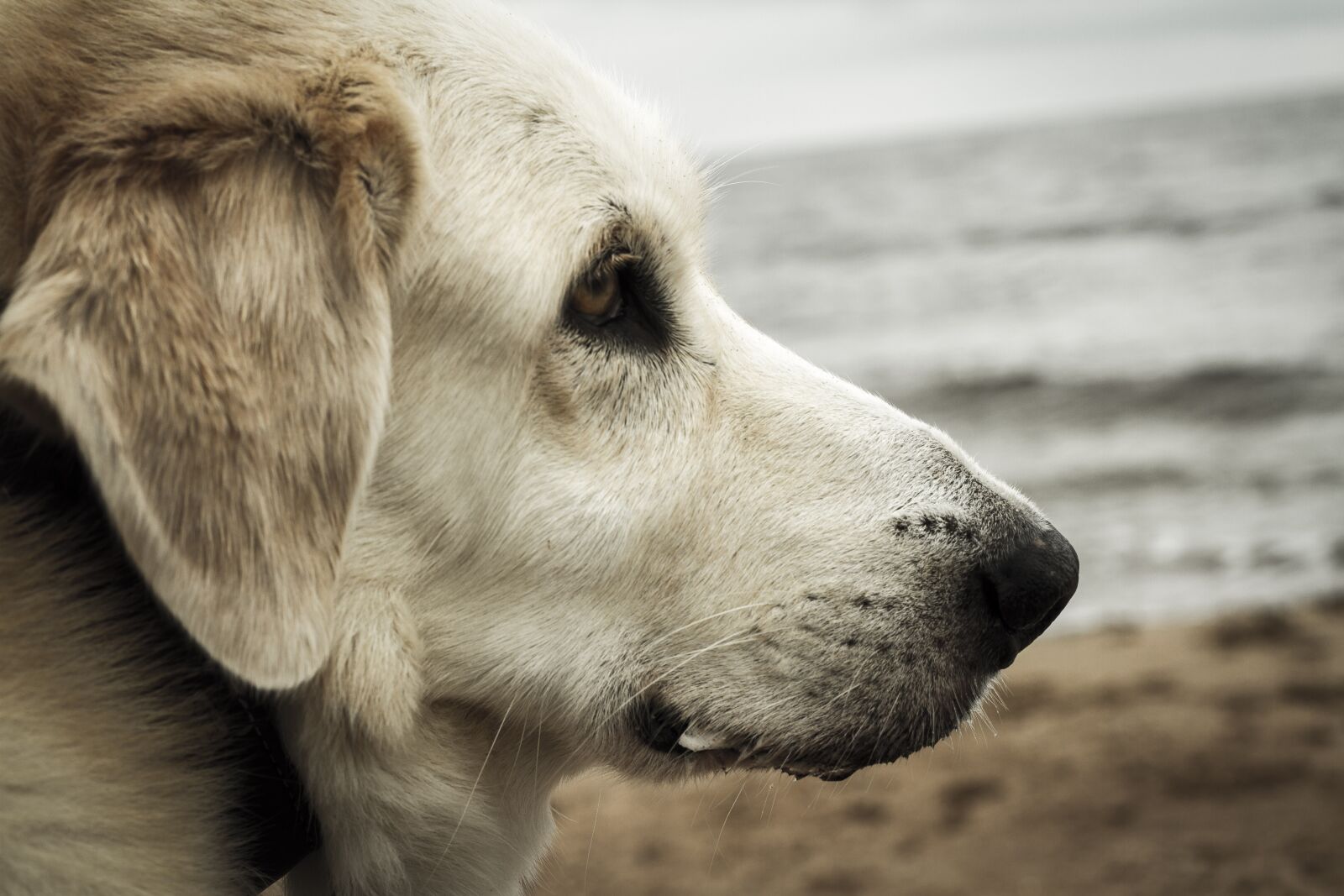 Canon EF 50mm F1.8 STM sample photo. Dog, portrait, sea photography