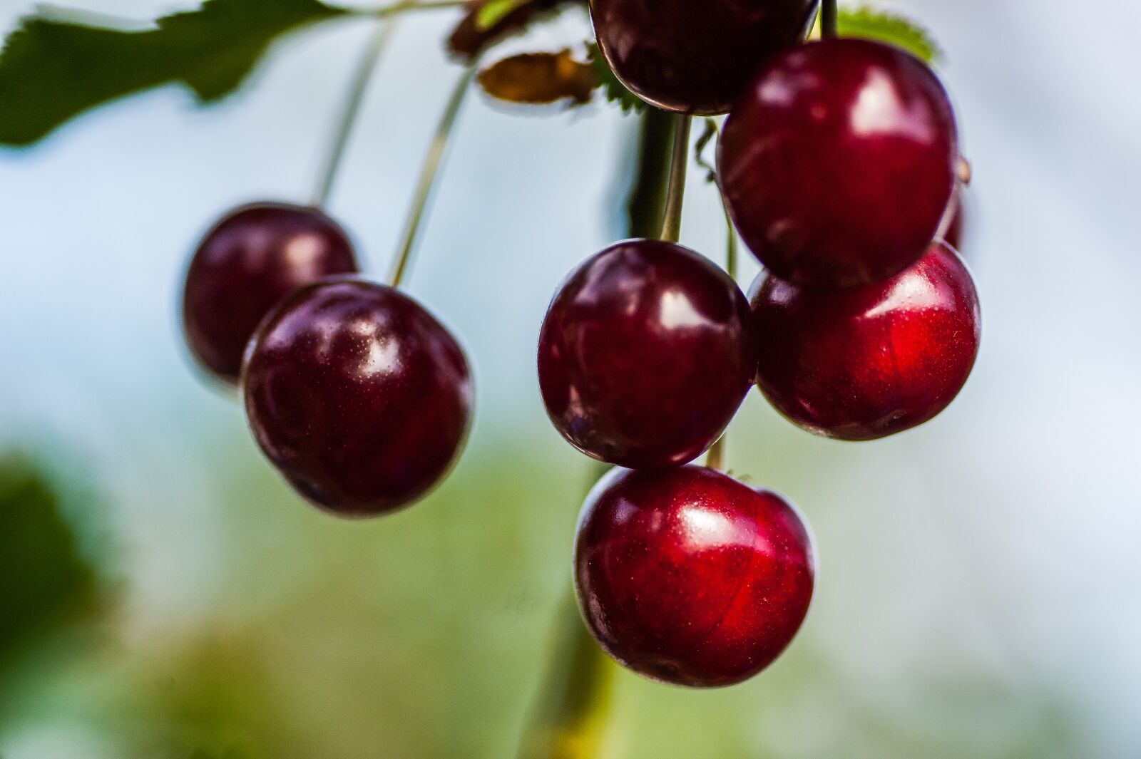 Nikon D700 sample photo. Cherry, close up, fruit photography