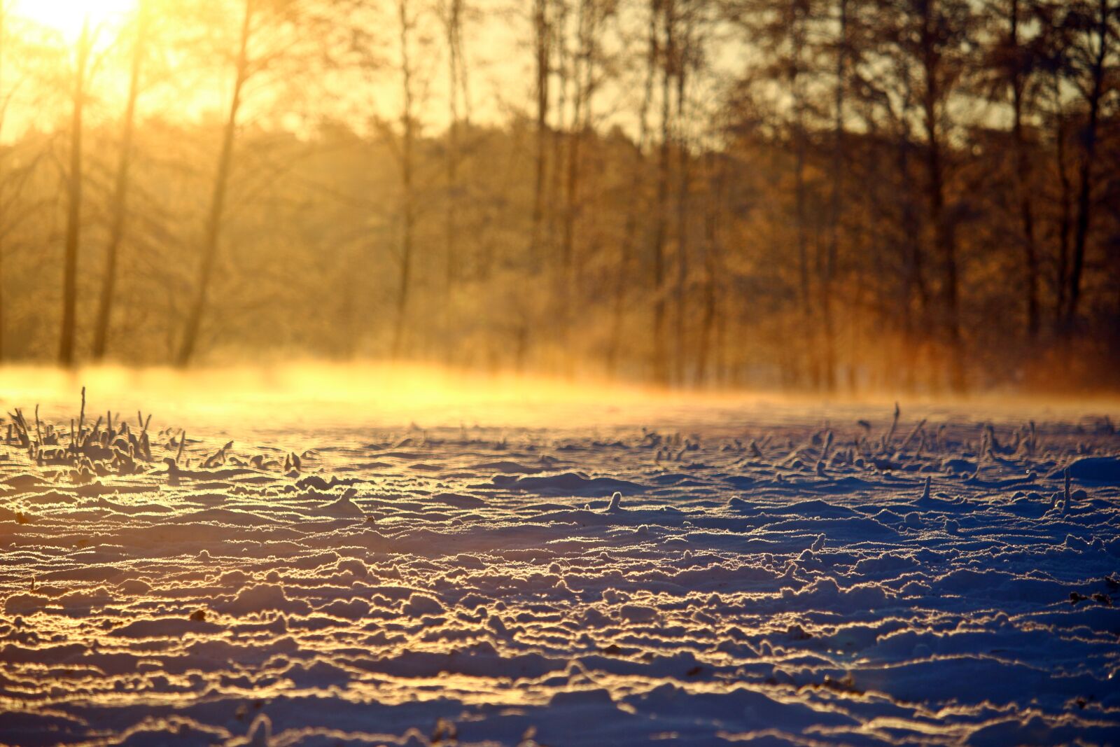 Canon EOS 100D (EOS Rebel SL1 / EOS Kiss X7) sample photo. Winter, snow, fog photography