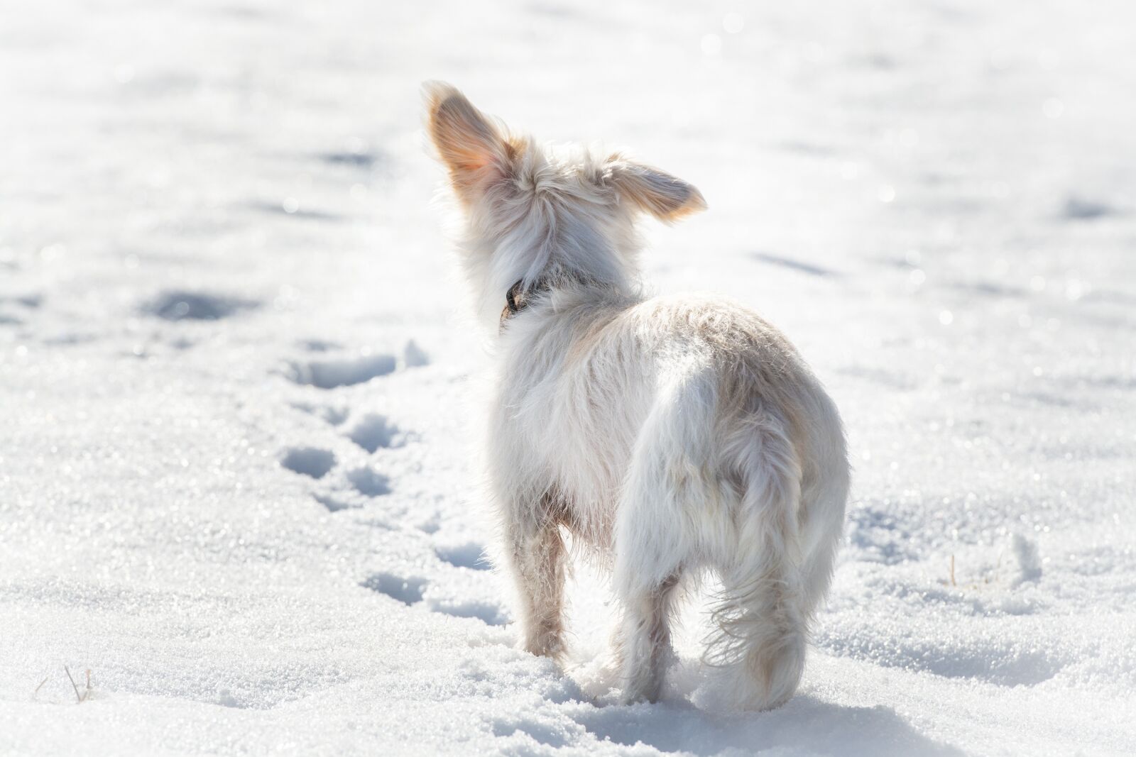 Nikon D7100 sample photo. Dog, white, winter photography
