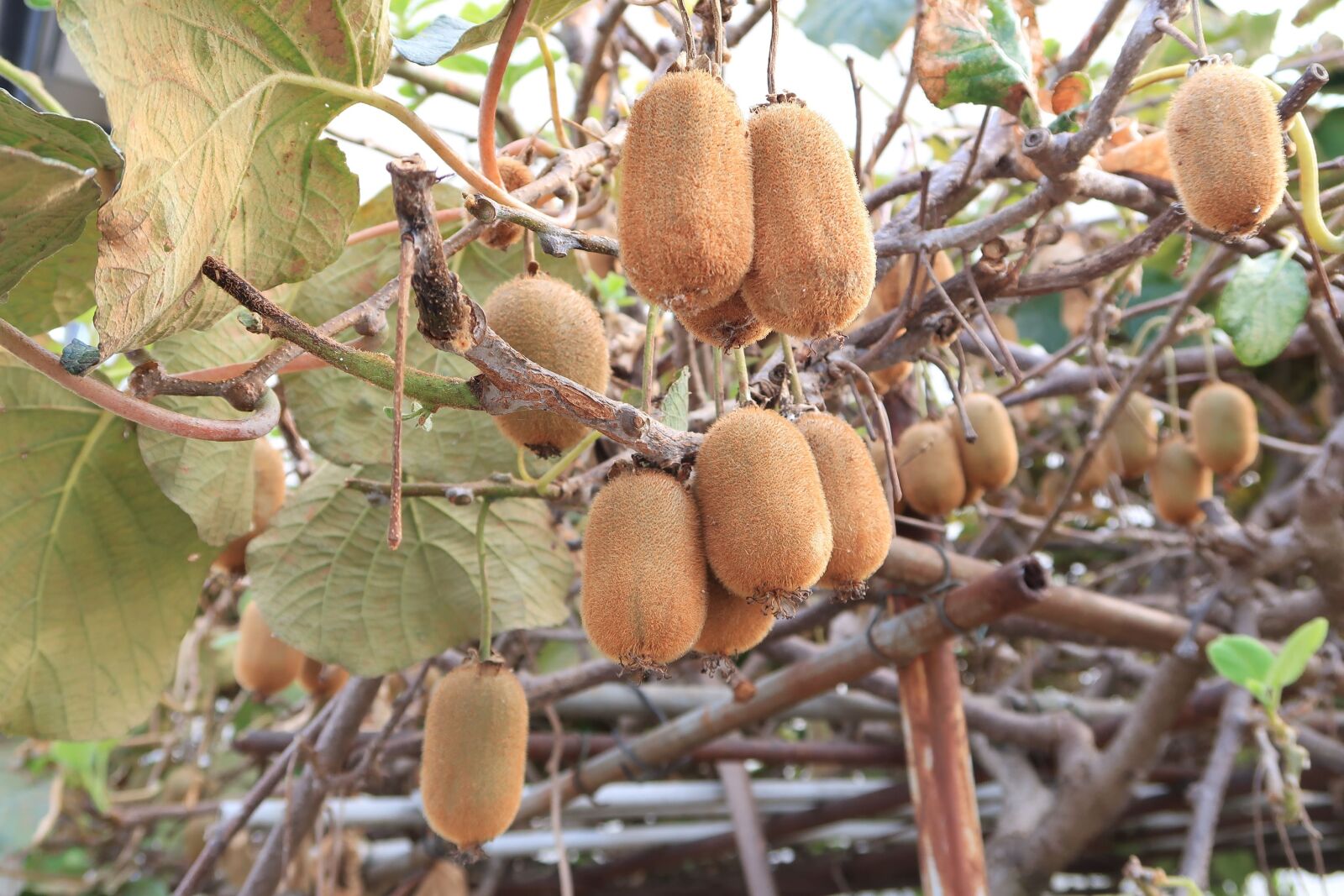 Canon PowerShot G7 X Mark II sample photo. Kiwi, fruit, plant photography