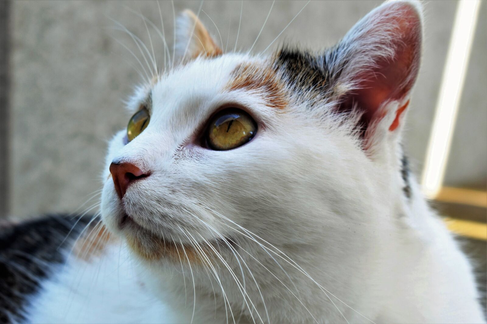 Nikon D5500 sample photo. Cat, animal, pet photography