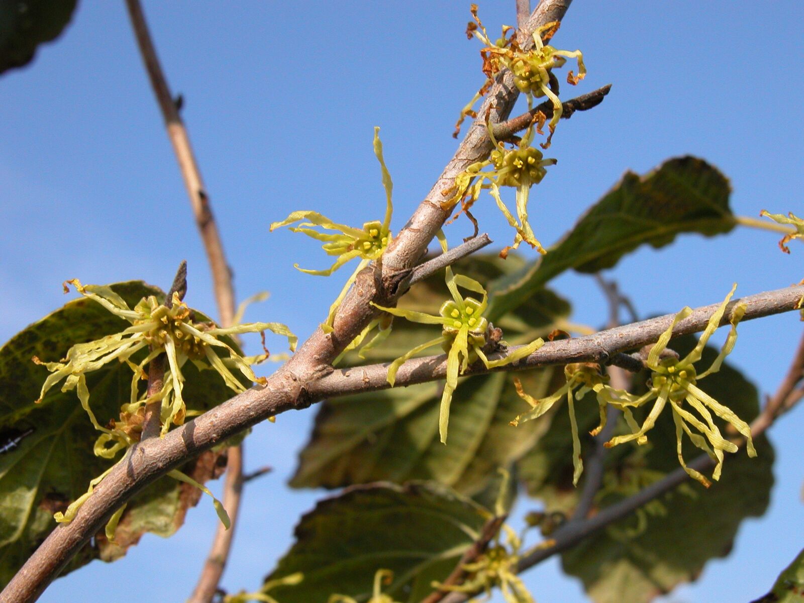Nikon E5700 sample photo. Witch hazel, virginiana, nurseries photography