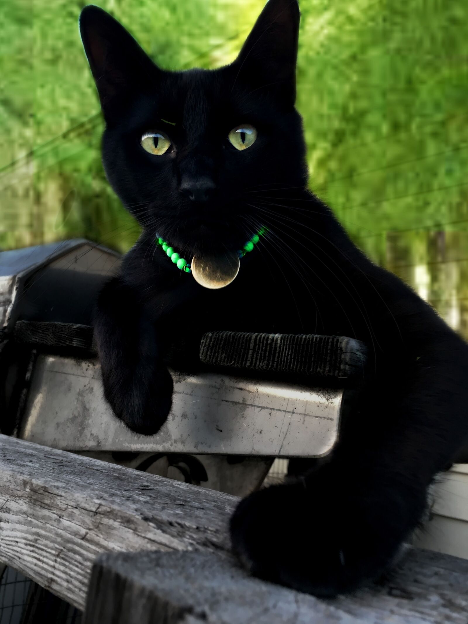 Apple iPhone 6s sample photo. Cat domestic, rescue, cute photography